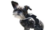 Battery Saver Mini GPRS GSM GPS Collar for Dogs Waterproof Pet Tracker Size:M